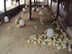 ALLEVAMENTO E ORTICOLTURA - Allevamento di galline migliorate: ALLEVAMENTO DI GALLINE MIGLIORATE (7) 